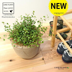 C[vc fUC̗ǂ eRb^ 1 H30cmx yRRt@Co[EMz^ uTCY ^ ^f ~[xbLA IESJY   Muehlenbeckia axillaris