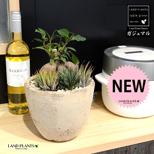 KW}iAF\̊ 3j F GbO^ Eh픫 STCY 1 ܂  K̖ LWi[   A WEjm}L חt  Վ  Ficus microc