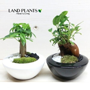 yP[X̔F12z nϗtA i܂ij6E6 3 픫 yہ{΁z  MȂ sousaku kanyou