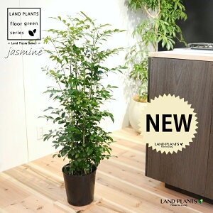 VNWX~iQbLcj c 7 vX`bN |bgc 1 H90cmx uTCY ^ QbLc WX~ k Orange Jessamine Murraya paniculata