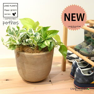 |gXiMIXF3iAj fUC̗ǂ eRb^ 1 H35cmx yMZbgz uTCY ^ Gsvk IESJY   Pothos