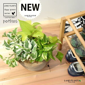 |gXiMIXF3iAj fUC̗ǂ eRb^ 1 H35cmx yMZbgz uTCY ^ Gsvk IESJY   Pothos