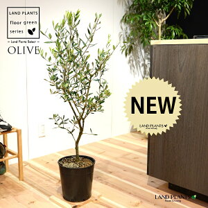 I[u c؁iR`j 7 vX`bN |bgc 1 H90cmx uTCY ^ I[u̖ I[uc V{c[ LO Ficus altissima