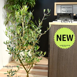 I[u c؁iR`j 7 vX`bN |bgc 1 H90cmx uTCY ^ I[u̖ I[uc V{c[ LO Ficus altissima