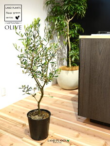 I[u c؁iR`j 7 vX`bN |bgc 1 H90cmx uTCY ^ I[u̖ I[uc V{c[ LO Ficus altissima