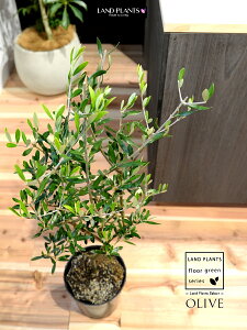 I[u c؁iR`j 7 vX`bN |bgc 1 H90cmx uTCY ^ I[u̖ I[uc V{c[ LO Ficus altissima