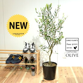 オリーブ 苗木（自然樹形） 7号 プラスチック ポット苗 1鉢 H90cm程度 床置きサイズ 大型 オリーブの木 オリーブ苗木 シンボルツリー 記念樹 Ficus altissima