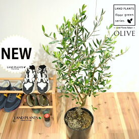 オリーブ 苗木（自然樹形） 7号 プラスチック ポット苗 1鉢 H90cm程度 床置きサイズ 大型 オリーブの木 オリーブ苗木 シンボルツリー 記念樹 Ficus altissima