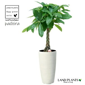 pLiҍ݁j1 7 F ~ Eh^ g[ v yo[N`bvz H100cm`120cm Pachira