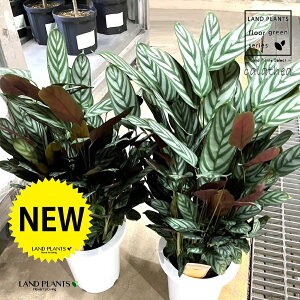 �J���e�A�i�N�e�i���e�Z�g�[�T�j 7�� �v���X�`�b�N�� 1���J���e�A�N�e�i���e�Z�g�[�T calathea Ctenanthe setosa