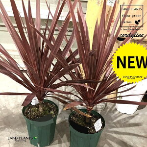 RWlibhX^[j 7 vX`bNc 1 RfBl I[XgX Cordyline fruticosa redstar