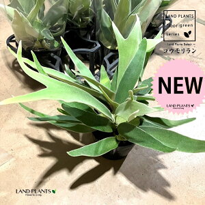 REir[`j 5 vX`bN 1 rJNV_ gpr ^ rtJc V_Platycerium