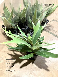 yP[X̔F6z REir[`j 5 |bgc 6 rJNV_ gpr ^ rtJc V_Platycerium