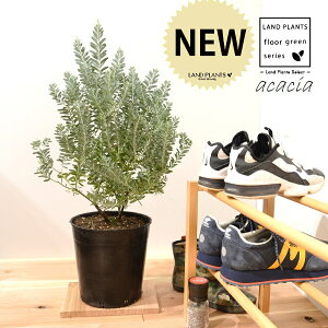 AJVA c؁iu[ubVj 7 vX`bN |bgc 1 H50cmx uTCY ^ AJVAu[ubV V{c[ LO Acacia