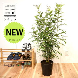 �V�}�g�l���R �c�� �i�������j7�� �v���X�`�b�N �|�b�g�c 1�� H90cm���x Fraxinus griffithii
