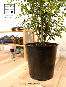 シマトネリコ 苗木 (株立ち)7号 プラスチック ポット苗 1鉢 H90cm程度 Fraxinus griffithii