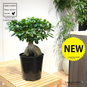 KW} c؁ij 7 vX`bN |bgc 1 H90cmx ܂  K̖ LWi[  חt  Վ  Ficus microcarpa