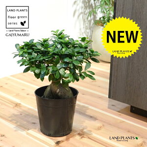 KW} c؁ij 7 vX`bN |bgc 1 H90cmx ܂  K̖ LWi[  חt  Վ  Ficus microcarpa