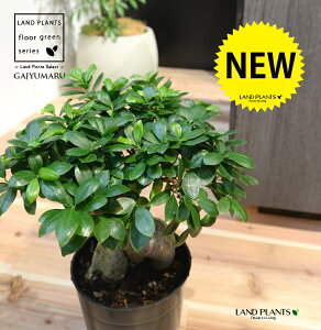 KW} c؁ij 7 vX`bN |bgc 1 H90cmx ܂  K̖ LWi[  חt  Վ  Ficus microcarpa
