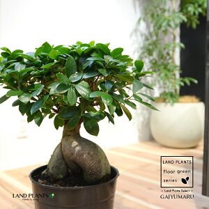 KW} c؁ij 7 vX`bN |bgc 1 H90cmx ܂  K̖ LWi[  חt  Վ  Ficus microcarpa