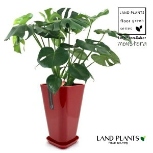 �����X�e���i�A�_���\�j�[�j 7�� �p�^ �v���X�`�b�N�� �W�F�i �ԐF 1�� �z�E���C�V���E Monstera