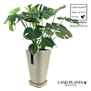 �����X�e���i�A�_���\�j�[�j 7�� �p�^ �v���X�`�b�N�� �W�F�i ���F 1�� �z�E���C�V���E Monstera