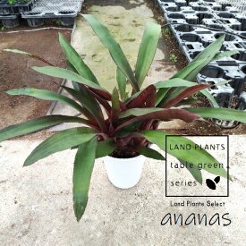 アナナス（カニストロプシス バルチェリ） 6号 プラスチック鉢 1鉢 カニストロプシスバルチェリ ananas Canistropsis burchellii