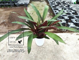 【ケース販売：6入】 アナナス（カニストロプシス バルチェリ） 6号 プラスチック鉢 6鉢 カニストロプシスバルチェリ ananas Canistropsis burchellii