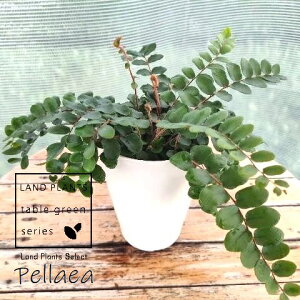 yGAicfBtHAj 4 vX`bN 1 {^t@ yGAcfBtHA Pellaea rotundiforia