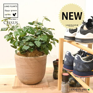 O[vACr[iVbTXErtHAj fUC̗ǂ eRb^ yRRt@Co[EMz Cissus rhombifolia