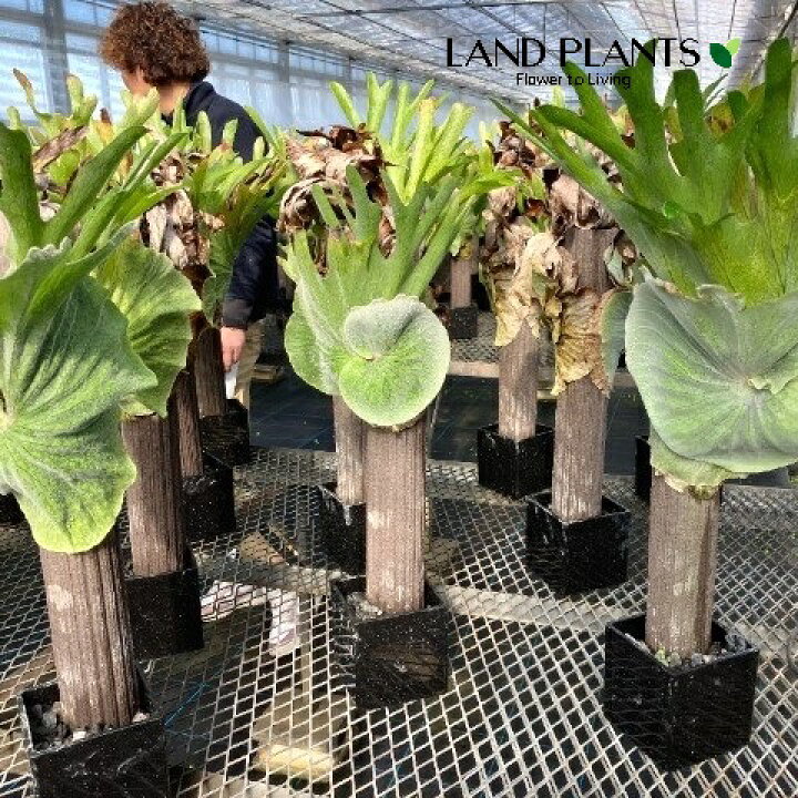 楽天市場】【ケース販売：2入】 コウモリラン（支柱仕立て：新スタイル 
