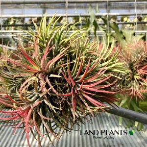 `WAiCIi^j ݂ {[d 1 GA[vc GAvc niAiiX Tillandsia ionantha 250