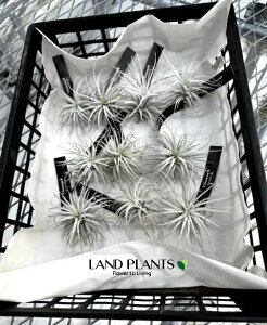 yP[X̔F10z `WAieNgj STCY c 10 GA[vc GAvc eBWA Tillandsia tectorum