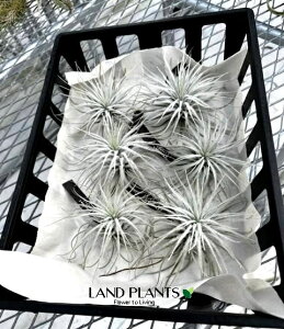 yP[X̔F6z `WAieNgj MTCY c 6 GA[vc GAvc eBWA Tillandsia tectorum