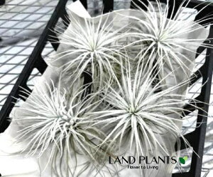 yP[X̔F4z `WAieNgj LTCY c 4 GA[vc GAvc eBWA Tillandsia tectorum