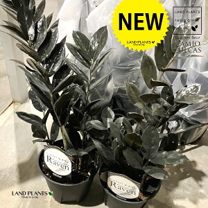 U~INJXiCuj5 vX`bNc 1 U~A U~I Zamioculcas zamiifolia