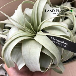 `WAiLZOtBJj LTCY c 1 GA[vc GAvc eBWA Tillandsia xerographica