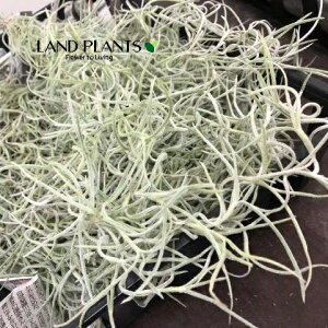 yP[X̔F10z `WAiEXlICfXj STCY c 10 GA[vc GAvc eBWA Tillandsia usneoides