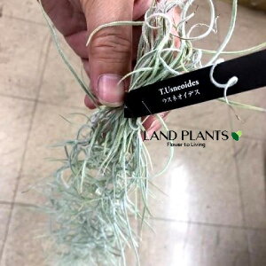 `WAiEXlICfXj STCY c 1 GA[vc GAvc eBWA Tillandsia usneoides