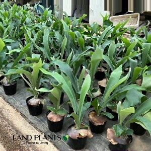 yP[X̔F6z REilU[hj 5 vX`bN 6 veBZE rJNV_ gpr ^ rtJc V_Platycerium