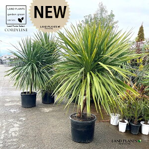 コルジリネ(オーストラリス)2m20cm 15号 プラスチック苗 1鉢 コルディリネ オーストラリス Cordyline australis
