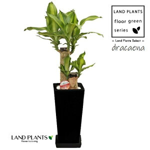 yP[X̔F2z hZii}bTj 6 XNGA^ X픫 F 2 yvX`bNMz }bTQA[i }bTQAi QAi dracaena