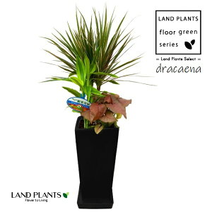 hZiiRViFAj 6 XNGA^ X픫 F 1 yvX`bNMz RVl dracaena