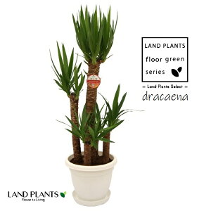 ドラセナ(ユッカ) 9号 丸型 プラスチック鉢 白色 1鉢 【プラスチック製受皿】 ユッカエレファンティペス エレファンティペス dracaena