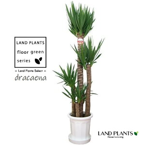 hZiibJj 10 ی^ vX`bN F 1 yvX`bNMz ڔ bJGt@eByX Gt@eByX dracaena