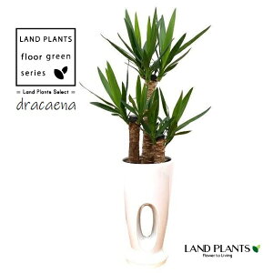 hZiijpFbJj 7 z[fUC X픫 F 1 yvX`bNMz bJGt@eByX Gt@eByX dracaena