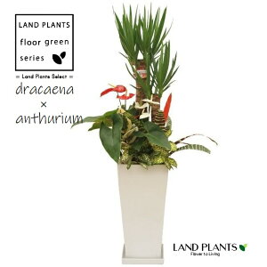 hZiibJ×AXEj񂹐A 10 XNGA^ X픫 F 1 yvX`bNMz ڔ bJGt@eByX Gt@eByX dracaena