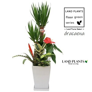 hZiibJF񂹐Aj 9 XNGA^ 픫 F 1 yvX`bNMz bJGt@eByX Gt@eByX dracaena