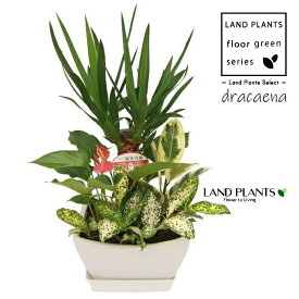 ドラセナ（ユッカ：豪華 寄せ植え） 7号 浅鉢 スクエア型 陶器鉢 白色 1鉢 【プラスチック製 受皿】 ユッカエレファンティペス エレファンティペス dracaena