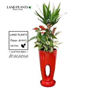 hZiijpFbJ 񂹐Aj 7 z[fUC X픫 ԐF 1 yvX`bNMz bJGt@eByX Gt@eByX dracaena